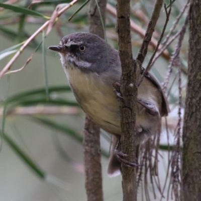 Sericornis frontalis (White-browed Scrubwren) at Fyshwick, ACT - 1 Mar 2023 by RodDeb