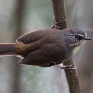 Sericornis frontalis at Fyshwick, ACT - 1 Mar 2023