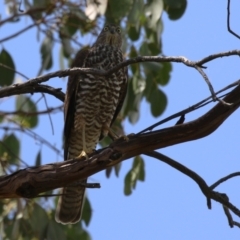 Accipiter cirrocephalus (Collared Sparrowhawk) at Jerrabomberra Wetlands - 1 Mar 2023 by RodDeb