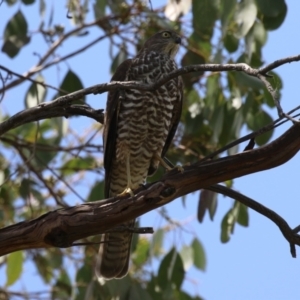 Accipiter cirrocephalus at Fyshwick, ACT - 1 Mar 2023