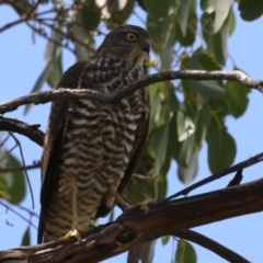 Accipiter cirrocephalus at Fyshwick, ACT - 1 Mar 2023