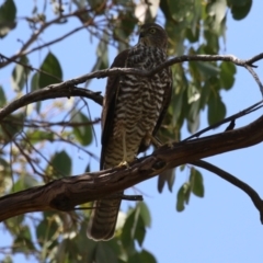 Accipiter cirrocephalus at Fyshwick, ACT - 1 Mar 2023