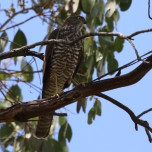 Accipiter cirrocephalus at Fyshwick, ACT - 1 Mar 2023