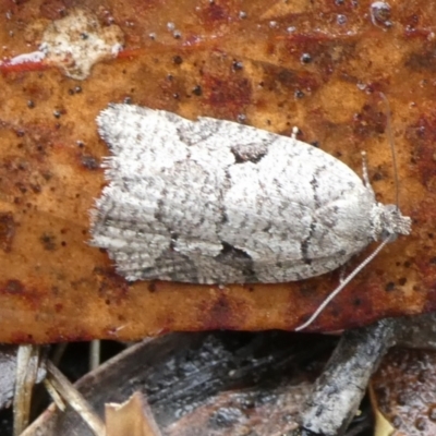 Meritastis lythrodana (A tortrix or leafroller moth) at Mongarlowe River - 2 Mar 2023 by arjay