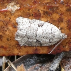 Meritastis lythrodana (A tortrix or leafroller moth) at Charleys Forest, NSW - 2 Mar 2023 by arjay