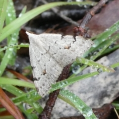 Dichromodes estigmaria (Pale Grey Heath Moth) at Charleys Forest, NSW - 2 Mar 2023 by arjay