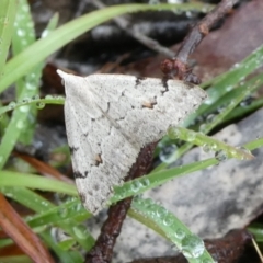 Dichromodes estigmaria (Pale Grey Heath Moth) at Charleys Forest, NSW - 1 Mar 2023 by arjay