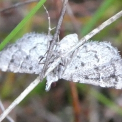 Metasia (genus) (A Crambid moth) at Charleys Forest, NSW - 1 Mar 2023 by arjay