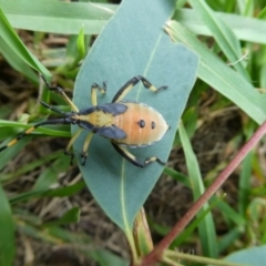 Amorbus (genus) (Eucalyptus Tip bug) at Charleys Forest, NSW - 28 Feb 2023 by arjay