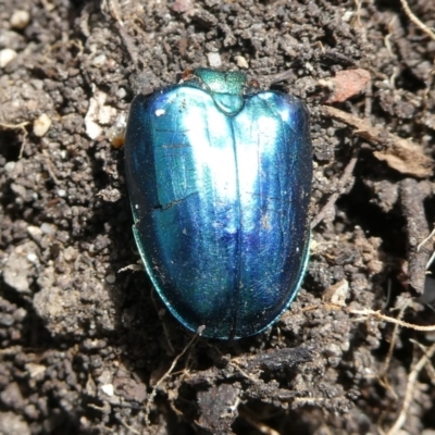 Lamprima aurata (Golden stag beetle) at Mongarlowe River - 28 Feb 2023 by arjay