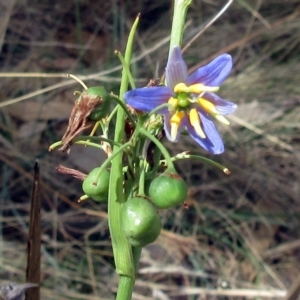 Dianella sp. aff. longifolia (Benambra) at Molonglo Valley, ACT - 2 Mar 2023