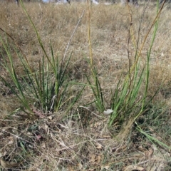 Dianella sp. aff. longifolia (Benambra) at Molonglo Valley, ACT - 2 Mar 2023 11:40 AM