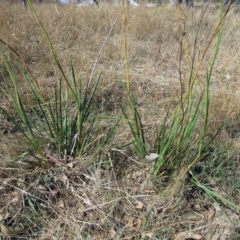 Dianella sp. aff. longifolia (Benambra) at Molonglo Valley, ACT - 2 Mar 2023