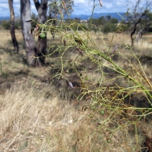 Dianella sp. aff. longifolia (Benambra) at Molonglo Valley, ACT - 2 Mar 2023