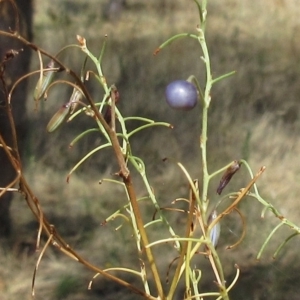 Dianella sp. aff. longifolia (Benambra) at Molonglo Valley, ACT - 2 Mar 2023