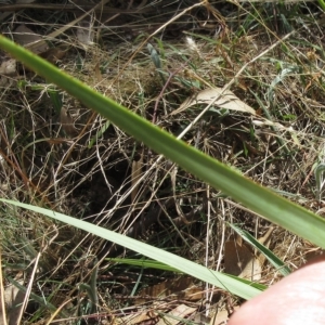 Dianella sp. aff. longifolia (Benambra) at Molonglo Valley, ACT - 2 Mar 2023