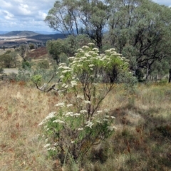 Cassinia longifolia (Shiny Cassinia, Cauliflower Bush) at Molonglo Valley, ACT - 2 Mar 2023 by sangio7