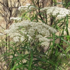 Cassinia longifolia at Molonglo Valley, ACT - 2 Mar 2023