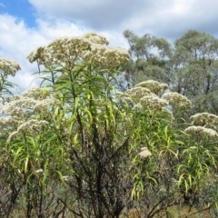 Cassinia longifolia at Molonglo Valley, ACT - 2 Mar 2023
