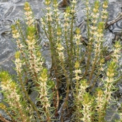 Myriophyllum simulans (Water Milfoil) at Sweeney's TSR - 1 Mar 2023 by JaneR