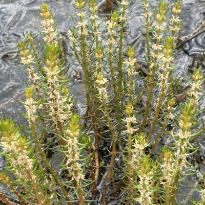 Myriophyllum simulans (Water Milfoil) at QPRC LGA - 1 Mar 2023 by JaneR