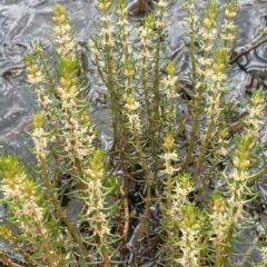 Myriophyllum simulans (Water Milfoil) at Lake George, NSW - 1 Mar 2023 by JaneR