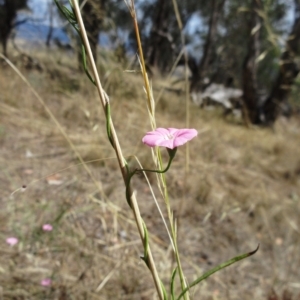 Convolvulus angustissimus subsp. angustissimus at Hawker, ACT - 2 Mar 2023 12:19 PM