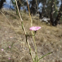 Convolvulus angustissimus subsp. angustissimus (Australian Bindweed) at Hawker, ACT - 2 Mar 2023 by sangio7