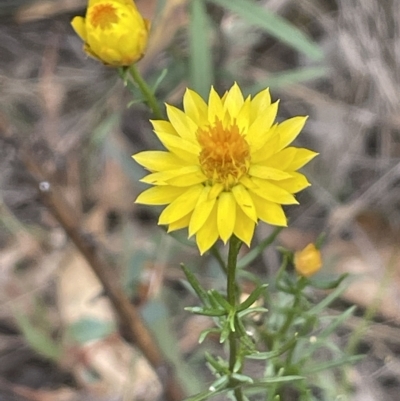 Xerochrysum viscosum (Sticky Everlasting) at Lake George, NSW - 1 Mar 2023 by JaneR