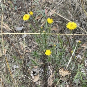 Xerochrysum viscosum at Lake George, NSW - 1 Mar 2023