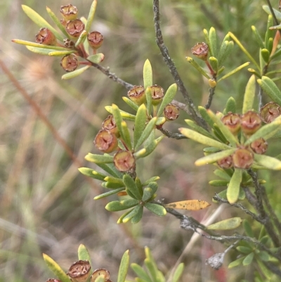 Kunzea ericoides (Burgan) at Sweeney's Travelling Stock Reserve - 1 Mar 2023 by JaneR