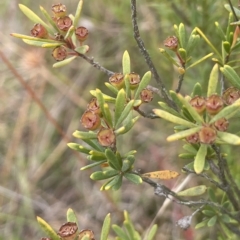 Kunzea ericoides (Burgan) at Lake George, NSW - 1 Mar 2023 by JaneR