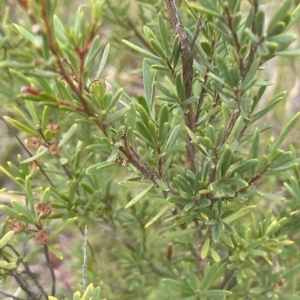 Kunzea ericoides at Lake George, NSW - 1 Mar 2023