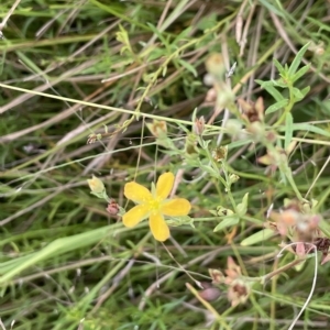 Hypericum gramineum at Lake George, NSW - 1 Mar 2023 12:15 PM