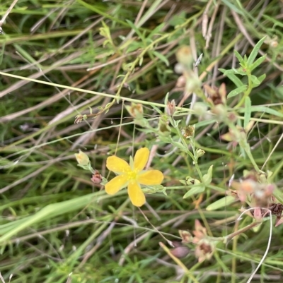 Hypericum gramineum (Small St Johns Wort) at Lake George, NSW - 1 Mar 2023 by JaneR