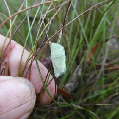 Unverified Insect by arjay