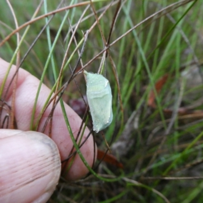 Unidentified Insect at Charleys Forest, NSW - 1 Mar 2023 by arjay