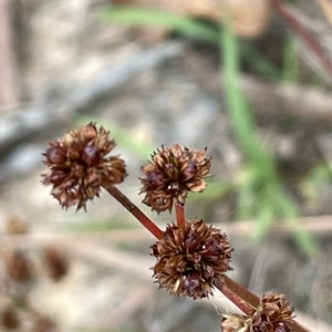 Juncus planifolius at Lake George, NSW - 1 Mar 2023 10:53 AM