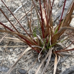 Juncus planifolius at Lake George, NSW - 1 Mar 2023