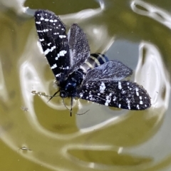 Psychanisa baliodes (A Case moth) at Molonglo River Reserve - 2 Mar 2023 by Steve_Bok