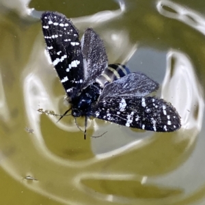 Psychanisa baliodes at Stromlo, ACT - 2 Mar 2023 02:10 PM