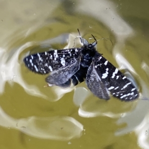 Psychanisa baliodes at Stromlo, ACT - 2 Mar 2023 02:10 PM