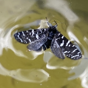 Psychanisa baliodes at Stromlo, ACT - 2 Mar 2023