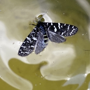 Psychanisa baliodes at Stromlo, ACT - 2 Mar 2023 02:10 PM