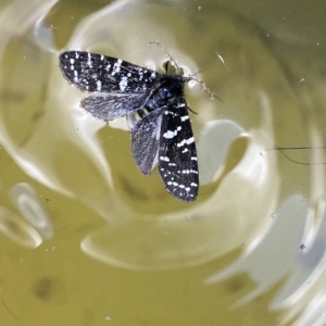 Psychanisa baliodes at Stromlo, ACT - 2 Mar 2023 02:10 PM