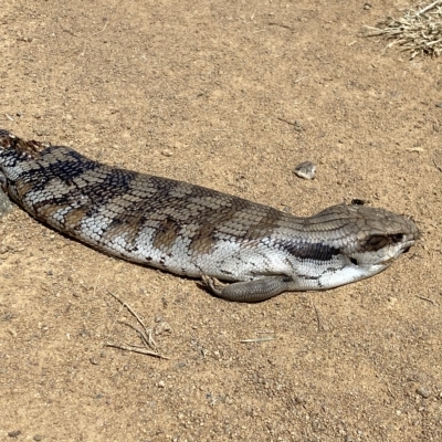 Tiliqua scincoides scincoides (Eastern Blue-tongue) at Stromlo, ACT - 2 Mar 2023 by SteveBorkowskis
