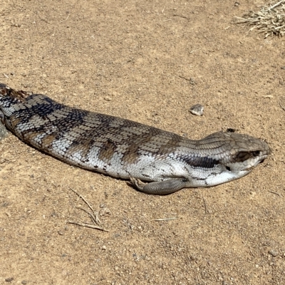 Tiliqua scincoides scincoides (Eastern Blue-tongue) at Molonglo River Reserve - 2 Mar 2023 by Steve_Bok