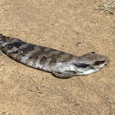 Tiliqua scincoides scincoides (Eastern Blue-tongue) at Lower Molonglo - 2 Mar 2023 by Steve_Bok