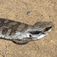 Tiliqua scincoides scincoides at Stromlo, ACT - 2 Mar 2023 01:59 PM