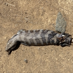 Tiliqua scincoides scincoides at Stromlo, ACT - 2 Mar 2023 01:59 PM